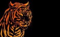 /album/galleria-fotografica/tigre-bicolor-jpg/
